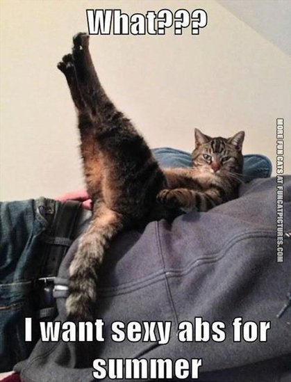 funny cat weight loss picture