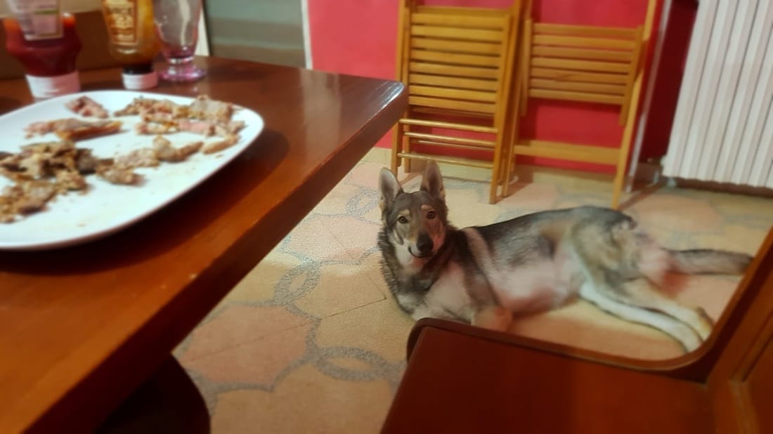 Arimminum Zelda czechoslovakian wolfdog puppy waiting for food