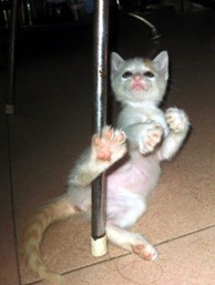 pole dancing cat funny