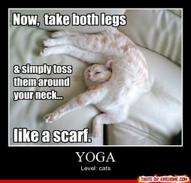 cat yoga funny